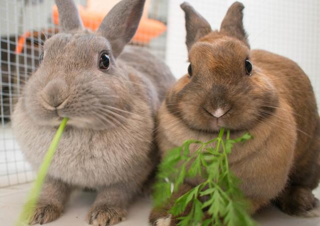 ¿Qúe comen los conejos enanos? Conejos comiendo perejil.