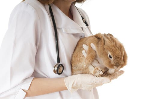 Enfermedades más comunes en los conejos enanos - veterinara con conejo en las manos