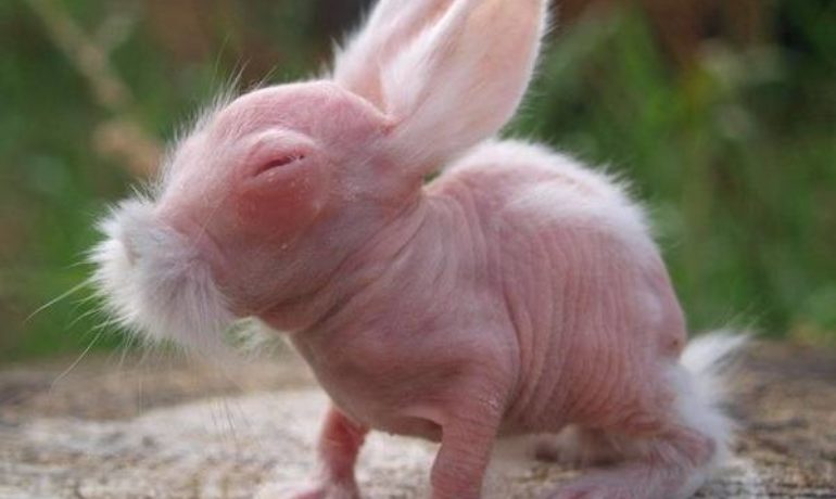 Conejo sin pelo - Hairless rabbit. Razas de conejos