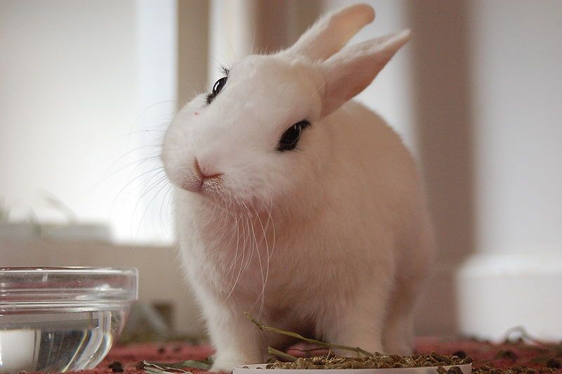 Conejo blanco Hotot - Razas  de conejos