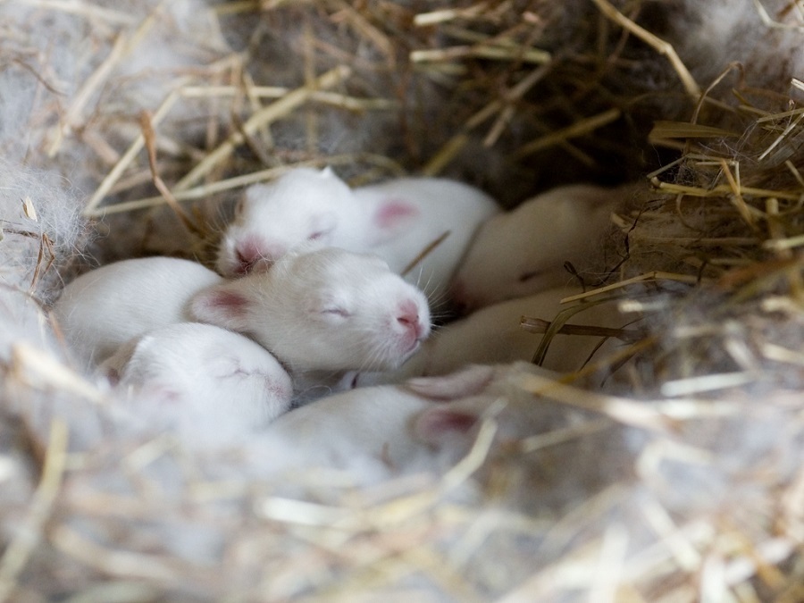 Conejos recién nacidos en su nido de heno y pelo de coneja