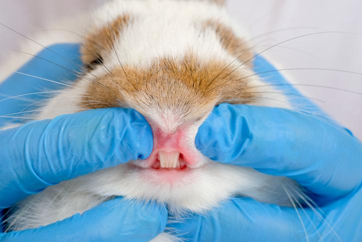 Como cuidar los dientes de mi conejo - Veterinario