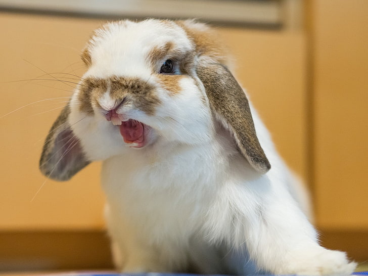Agresividad en los conejos  - Conejo Belier